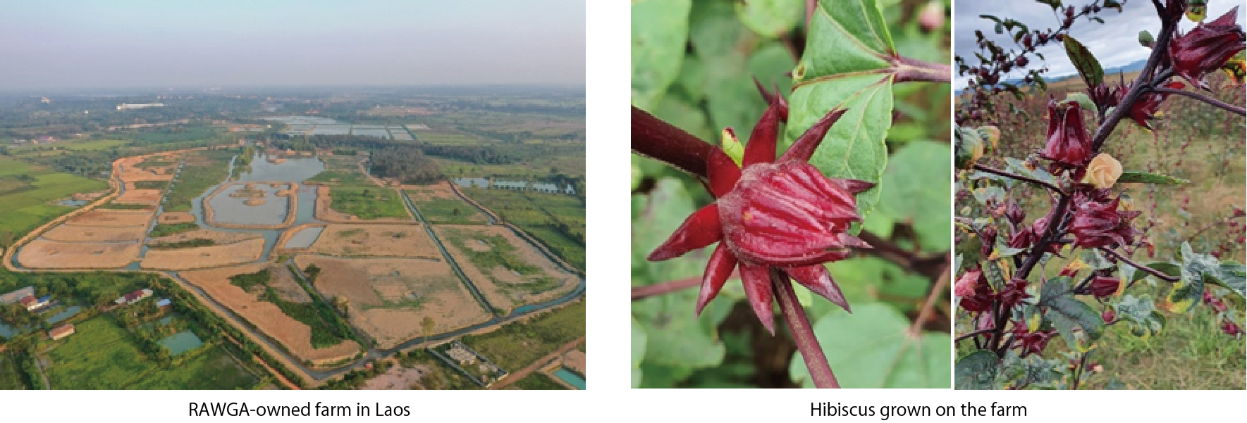 RAWGA-owned farm in Laos and Hibiscus grown on the farm 
