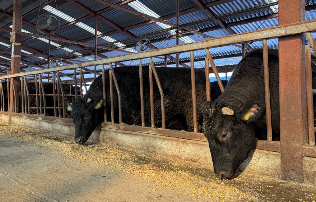 飼料を採食する敷島ファームの黒毛和牛